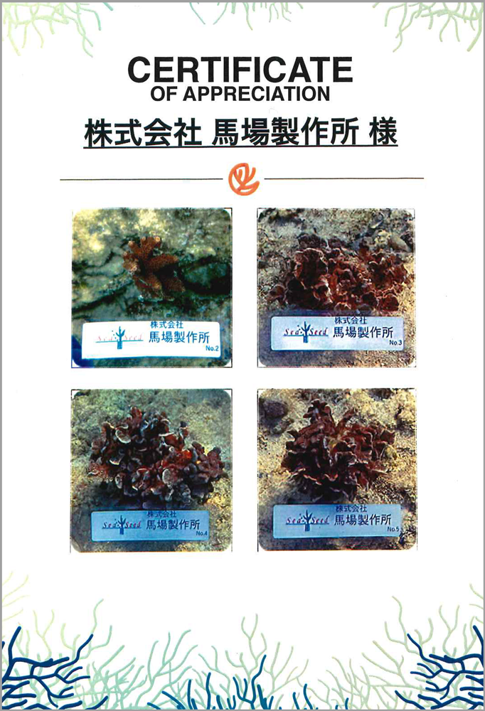 サンゴの植樹活動2